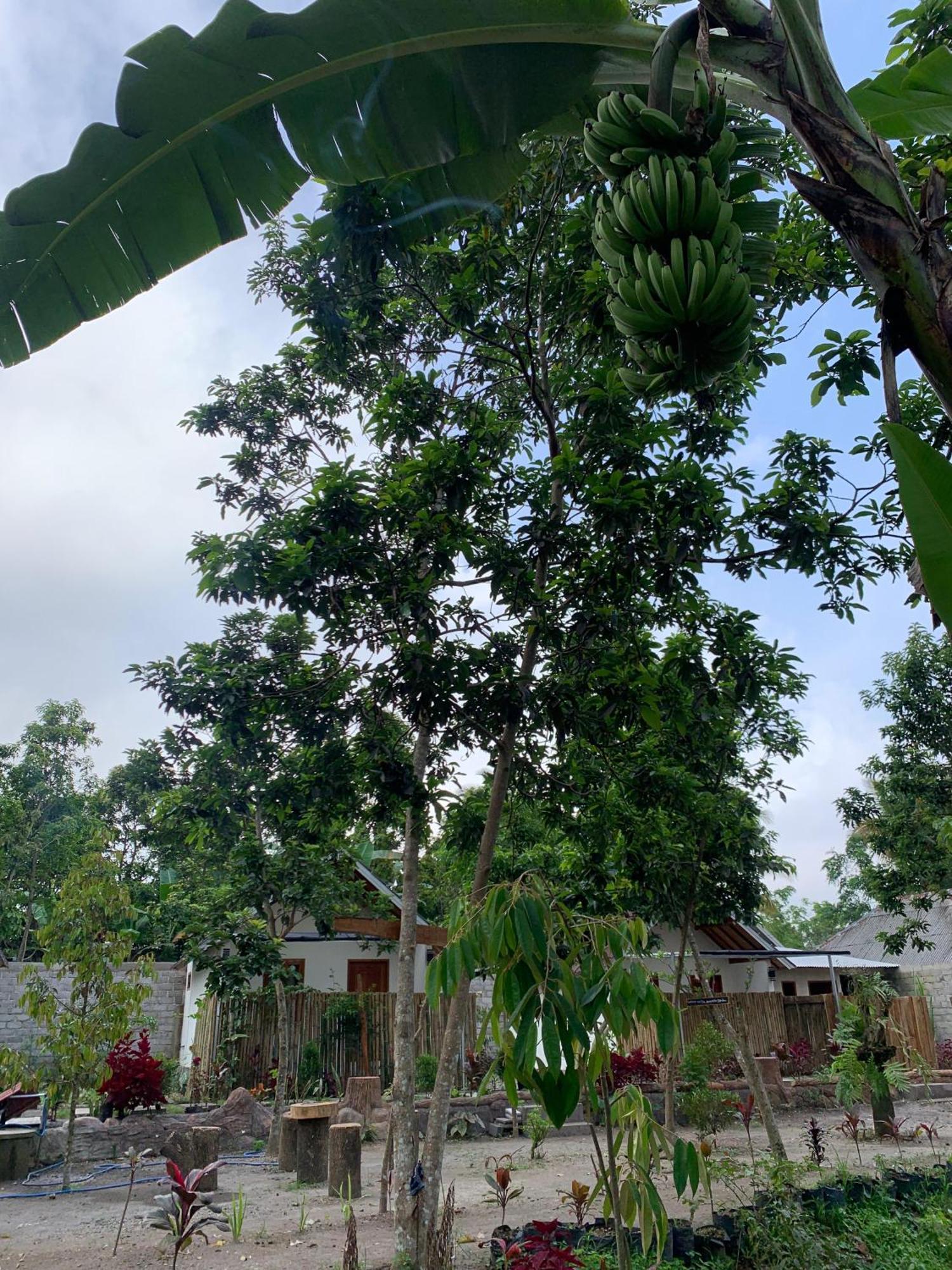 Avocado Homestay Tetebatu Exterior foto